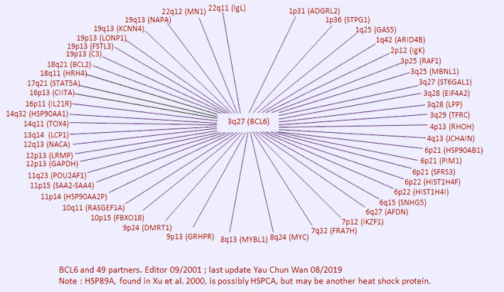 BCL6 partners